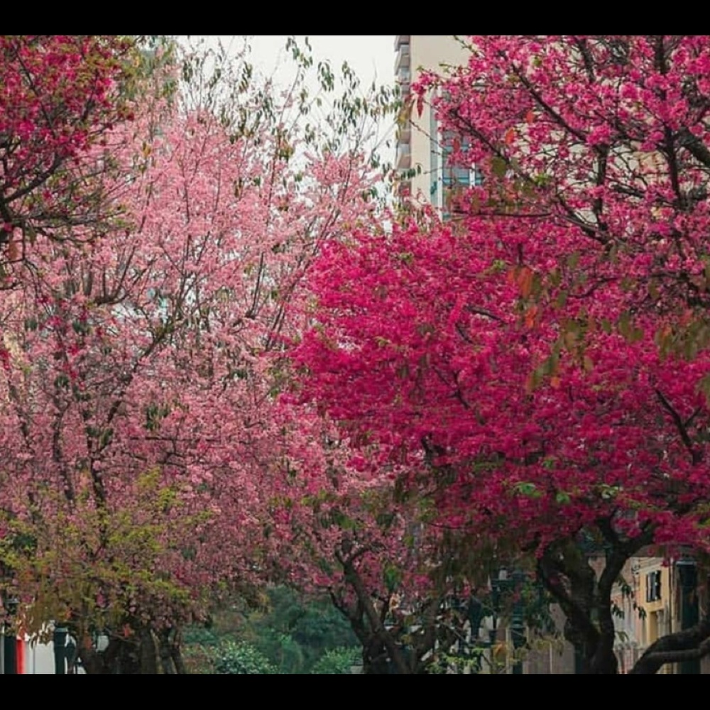 Meet your Posher, Selma